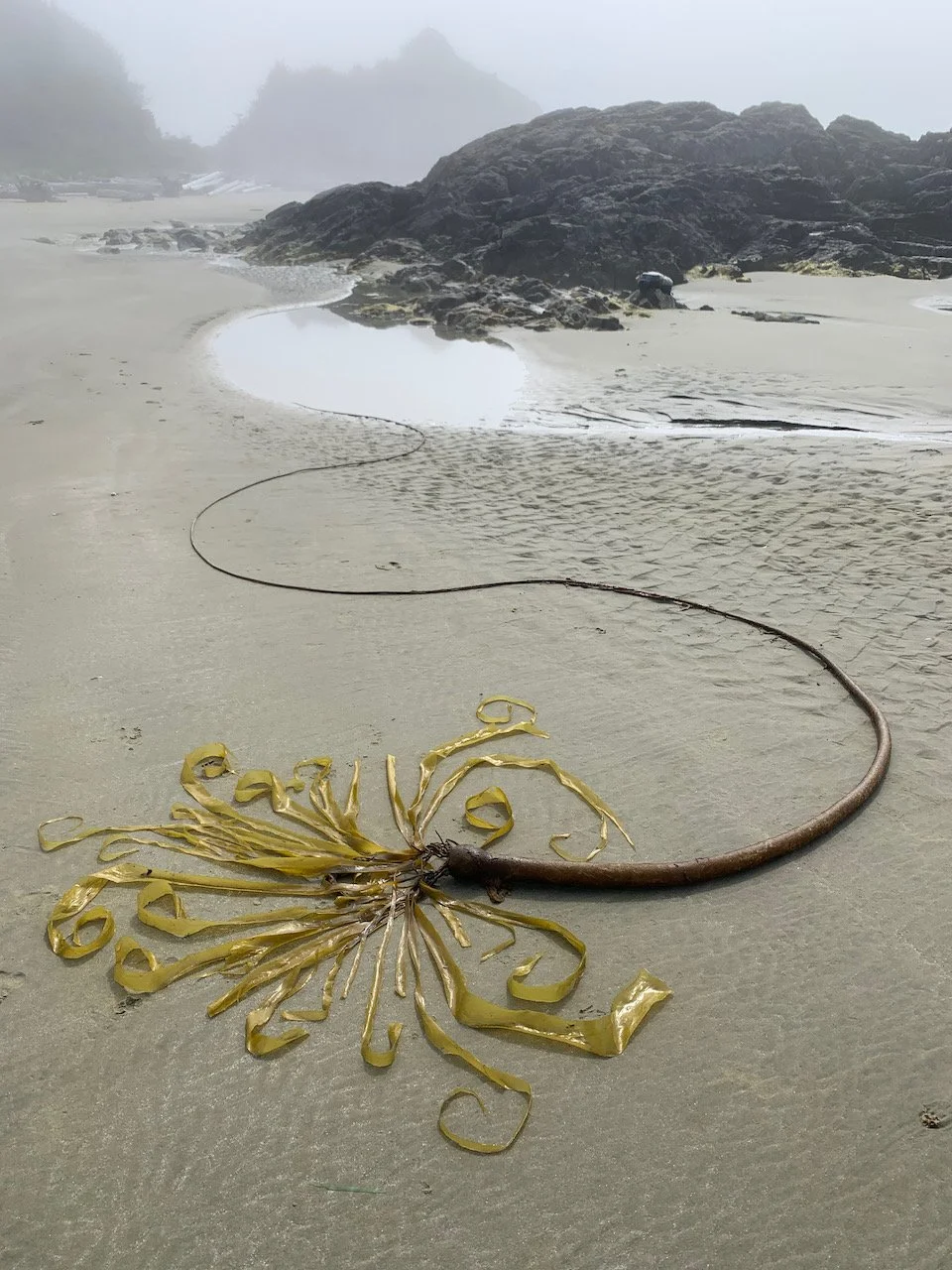 Sarah West artist ephemoral earth art kelp.jpeg