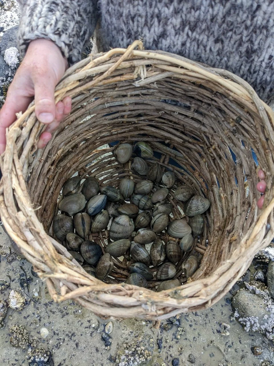 Sarah West artist ivy basket clam digging.jpeg