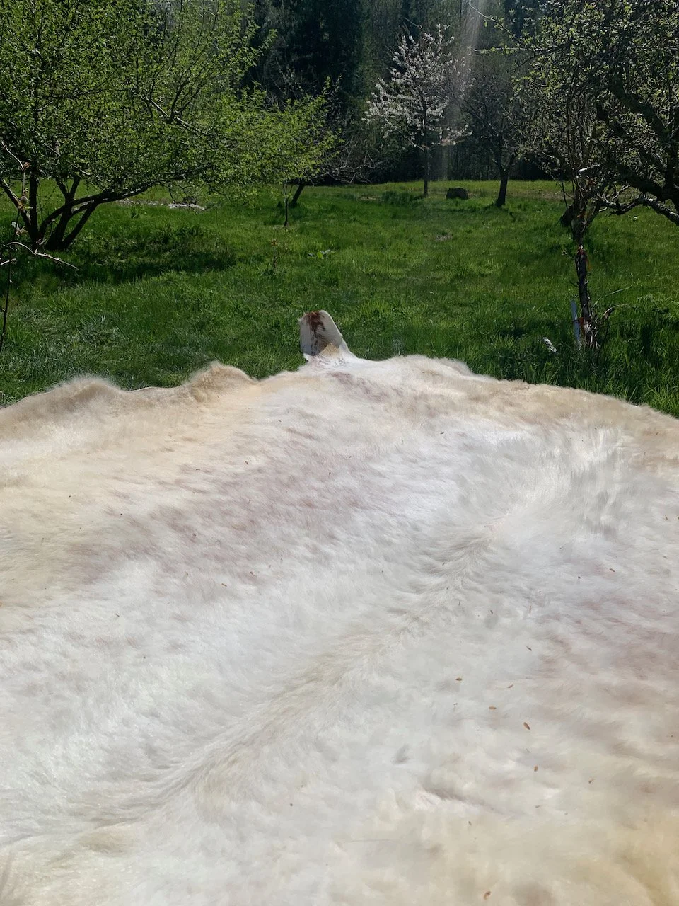 Sarah West artist white cow hide.jpeg