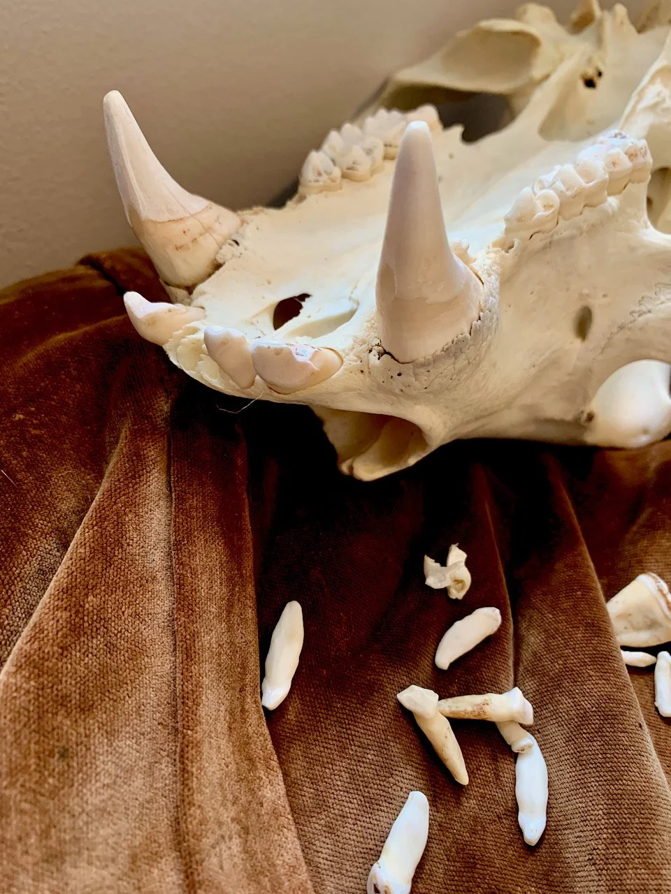 Sarah West artist bear skull and teeth.jpeg