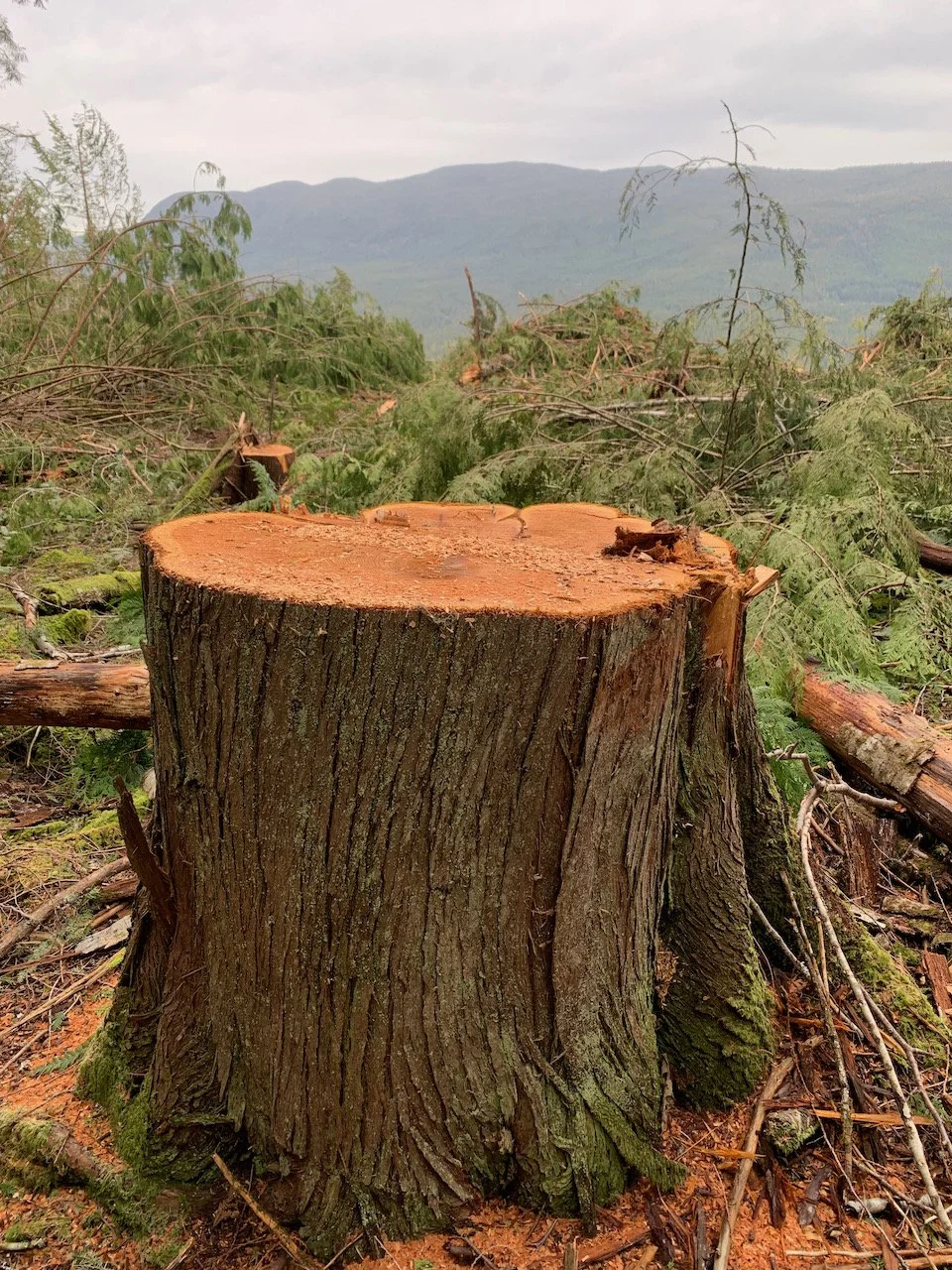 Sarah West artist logging clear cut.jpeg