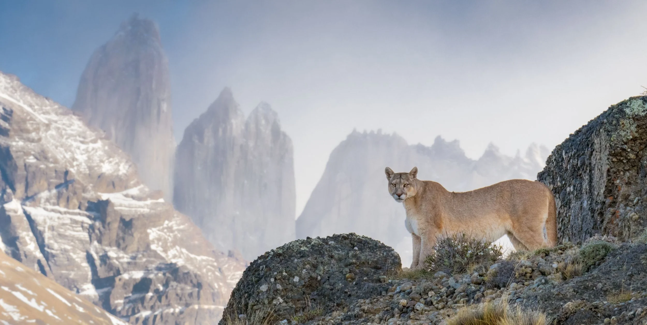 Untitled design-2.jpg