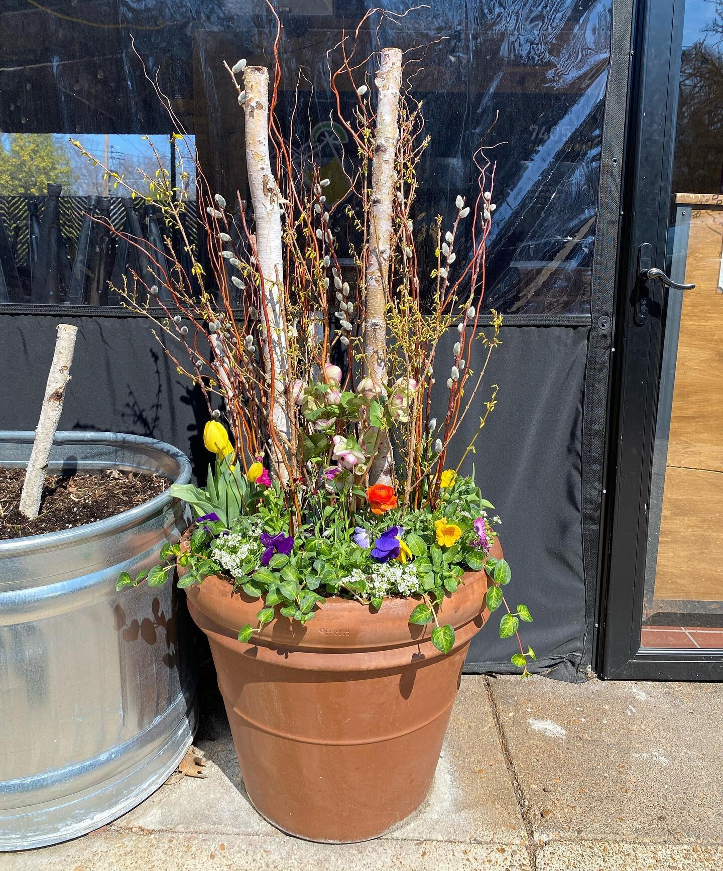 🌱🌸&iexcl;First day of spring!🌸🌱
&bull;
Before 🎄➡️🌷After
&bull;
Phase 1 of the @tacobuddha spring design &amp; install. Stay tuned for Phase 2 next week 🌿✨👀