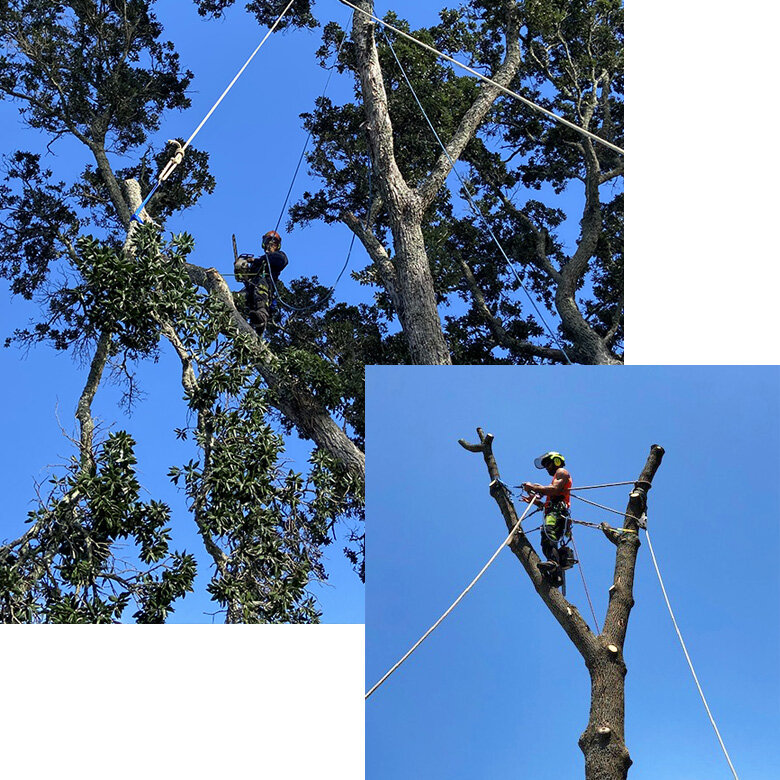 Tree Trimming Christchurch