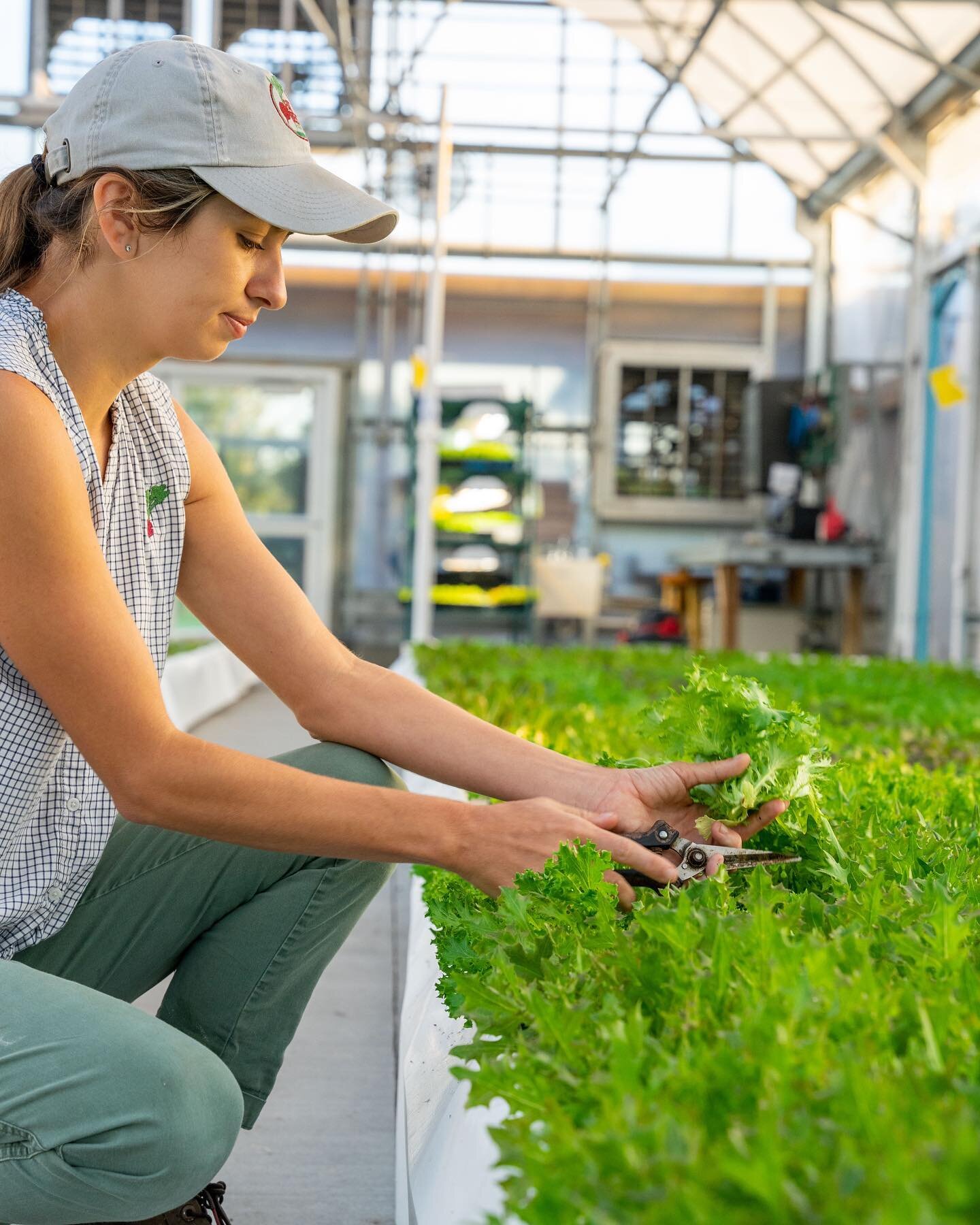 Harvesting 🤓 
&bull;
&bull;
&bull;
#foodporn #instafood #foodstagram #foodpics #foodstyling #foodie #foodblogger #foodphotographer #foodstylist #foodpic #feedfeed
#tampabayfood #tampaeatsout #bestfoodtampa #stpetefoodies #stpetefoodie #stpeteeats #t