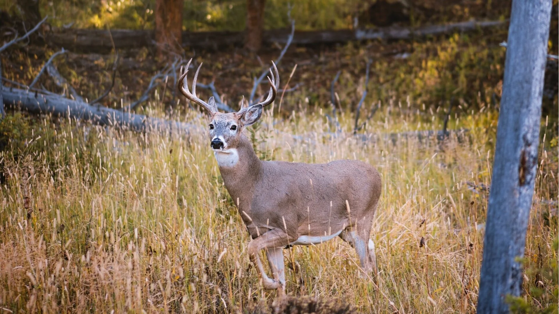 Hunting Deer Duck Turkey — Kitterlin Creek Outfitters