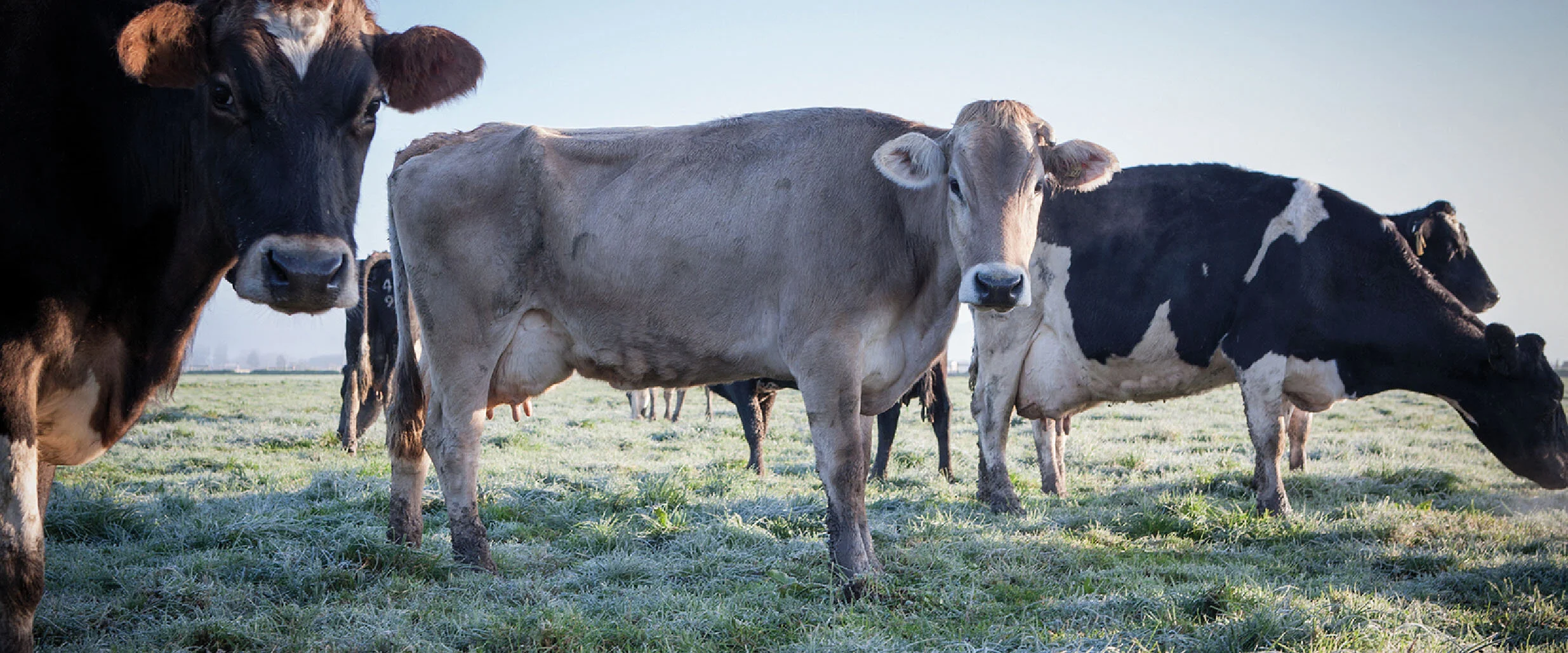 Maffra Cheese Co. — Brand Society