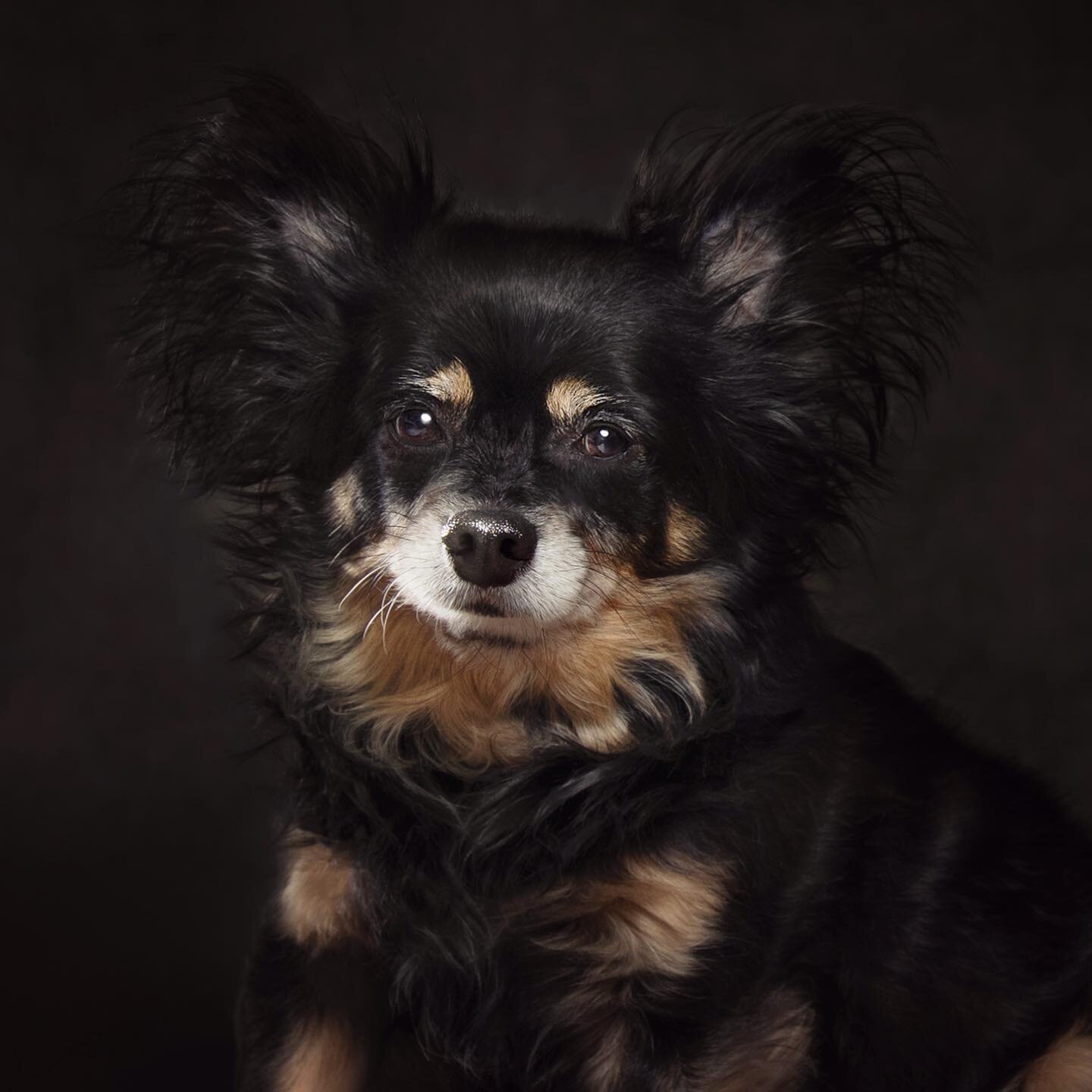 Mimi (Mo) is one of the most caring, attentive pups around, but they don&rsquo;t call her Mo for nothing&ndash; Shes also the toughest security pup in town! 🤗🐾 #regalmo #regal #mo #mimi #mimo #chihuahuamix chihuahua #distinguished #petportraiture #