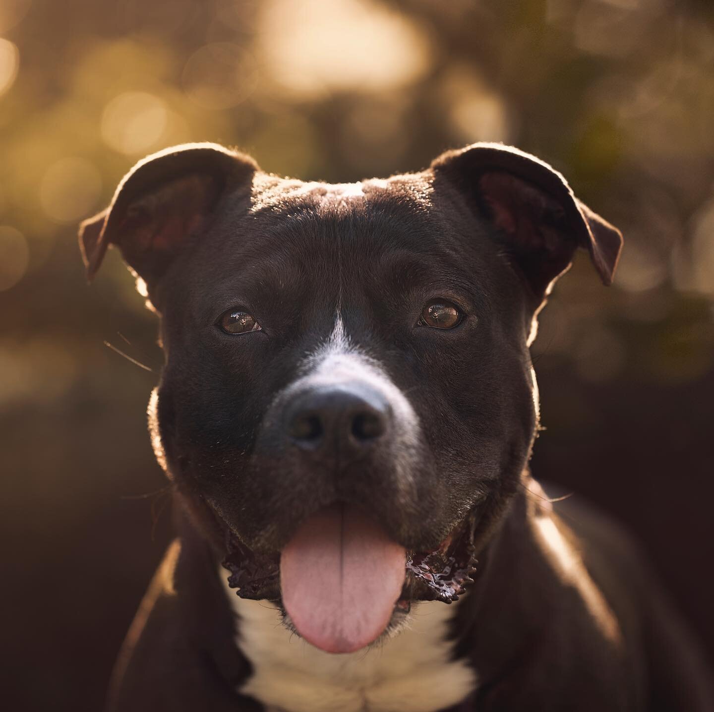 Tag someone who loves their pet to no limit! 🤗 They&rsquo;ll be entered for a chance to win a free framed pawtrait of their beloved pet! 🐾Eligible winners must be able to commute to the Bergen County, New Jersey area for a 1 hour pet photo session!