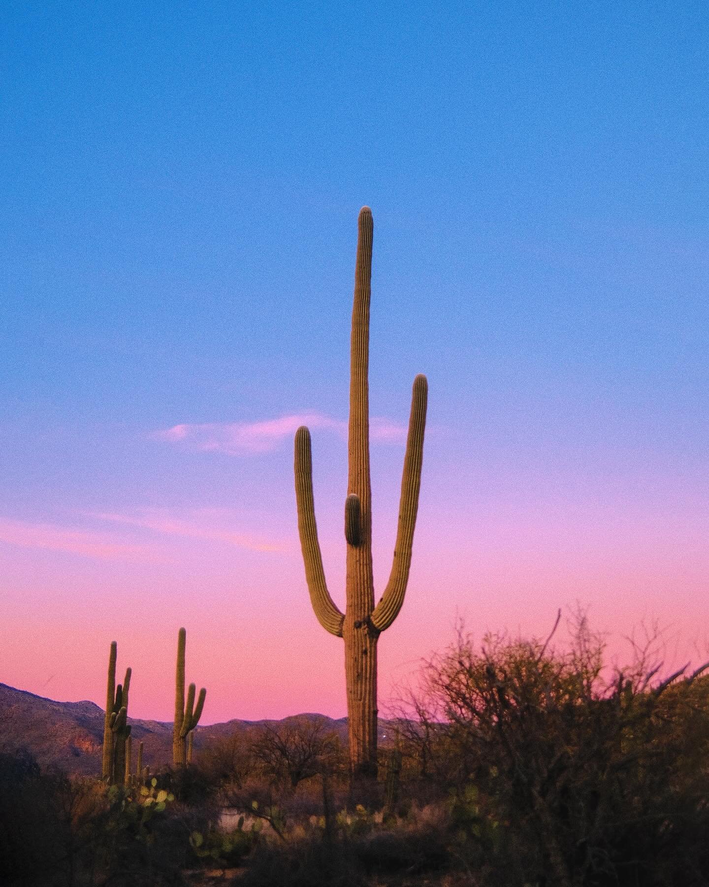 Sunsets from the Southwest.🌛
.
.
#travelphotography #fujifilmx100v #travel #naturephotography #outdoorlife #desert #arizona #newmexico #saguaronationalpark