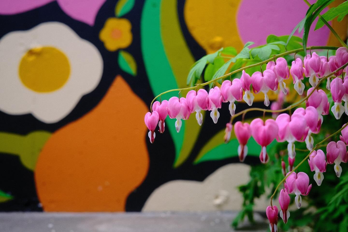 Final detail shots of the mural. These bleeding hearts popped up towards the end of painting and unintentionally matched the pink color 🌝🫶
.
.
.
#muralart #illustration #mural #ladieswhopaint #artistsonig #illustrator