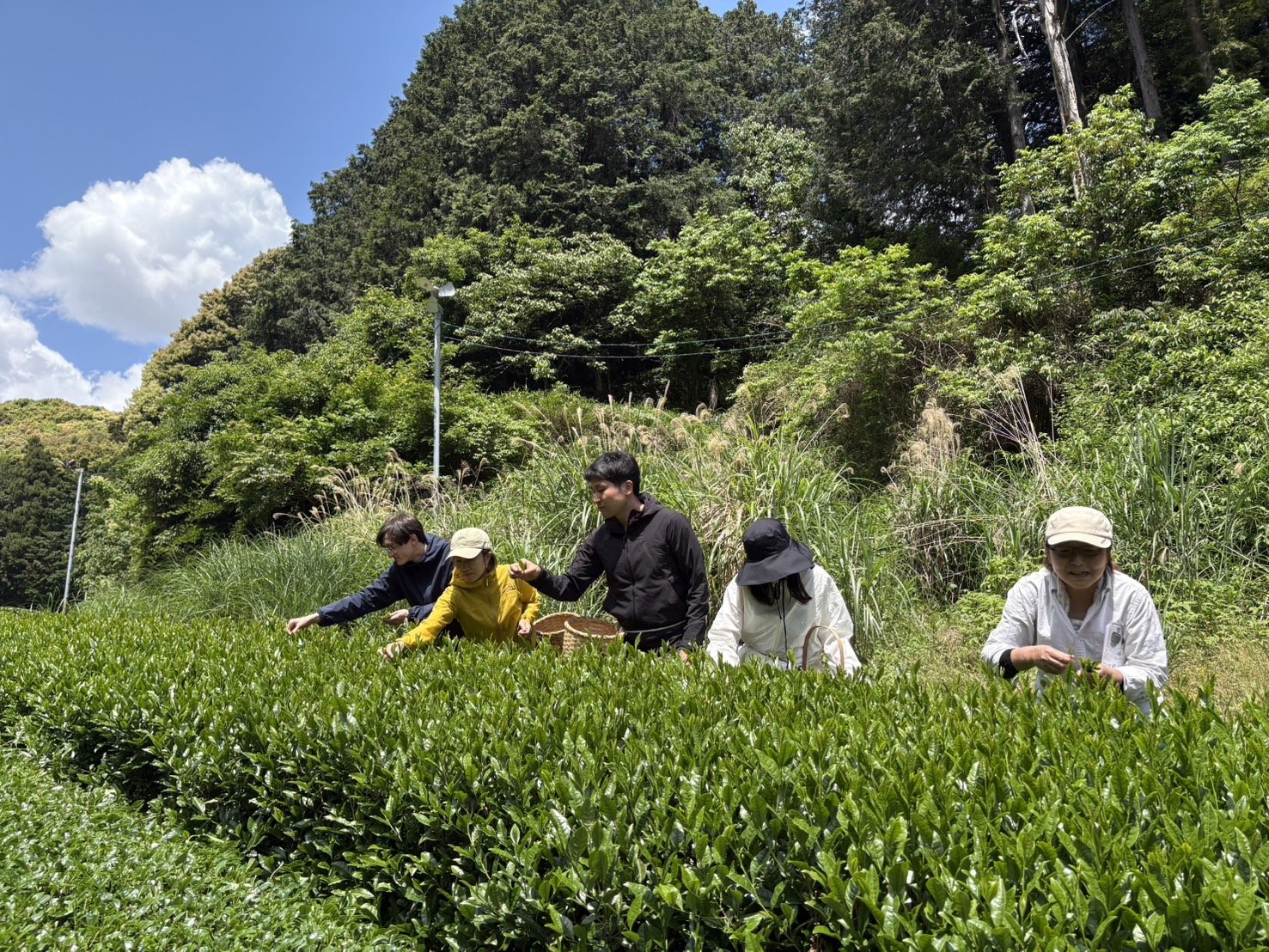 Tea Picking in Shizuoka and Learning How Japanese Tea Is Actually Made