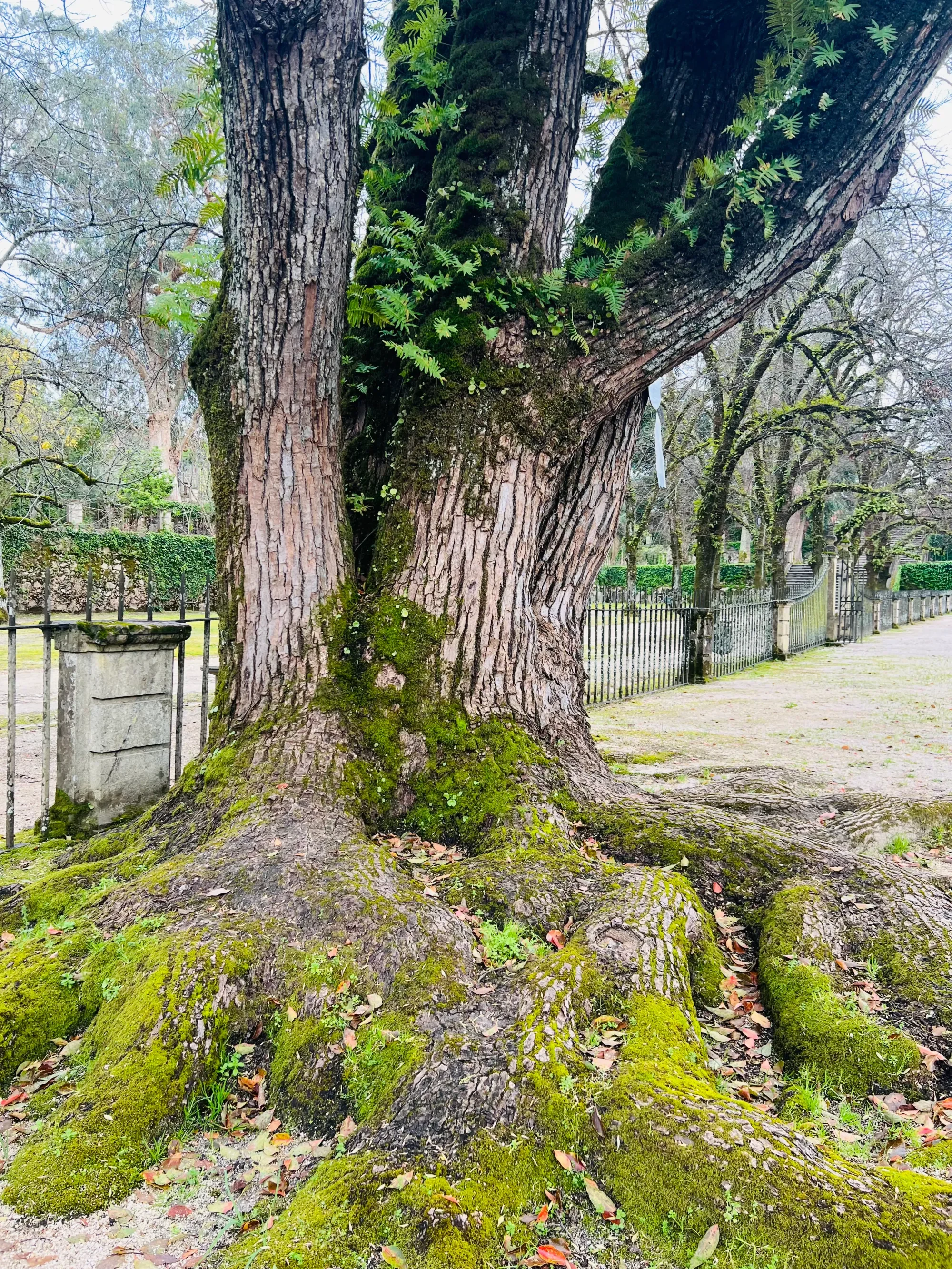 地殻のワークをする木