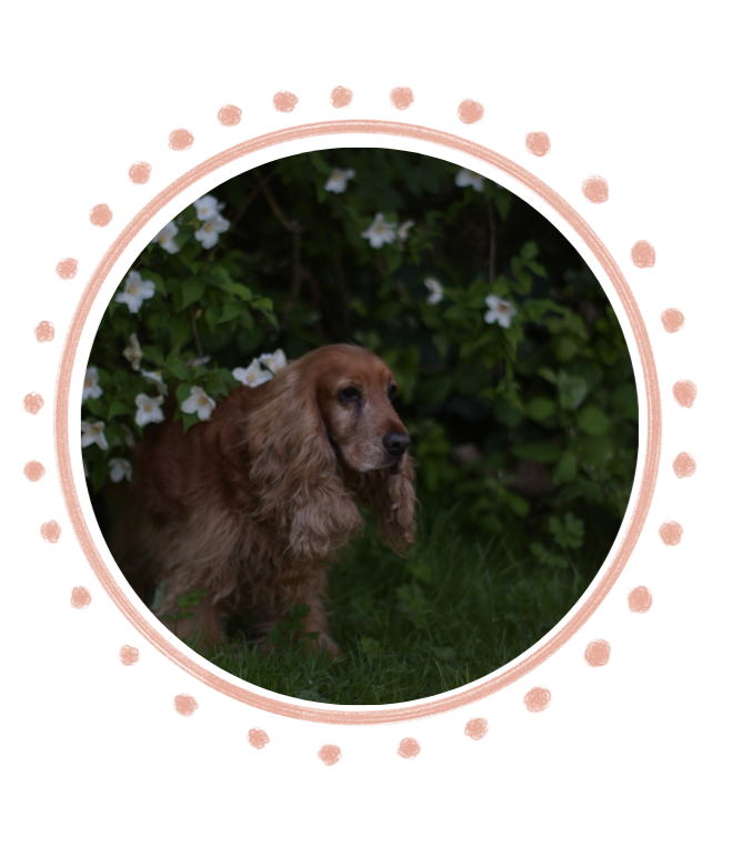 Cocker spaniel standing in flowers