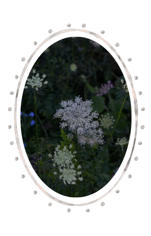 Flowers growing in cutting garden