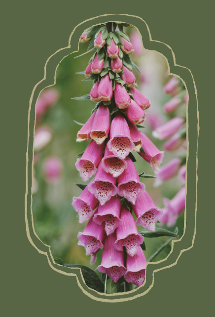 Pink foxglove flower