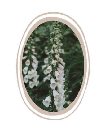 Foxglove flower