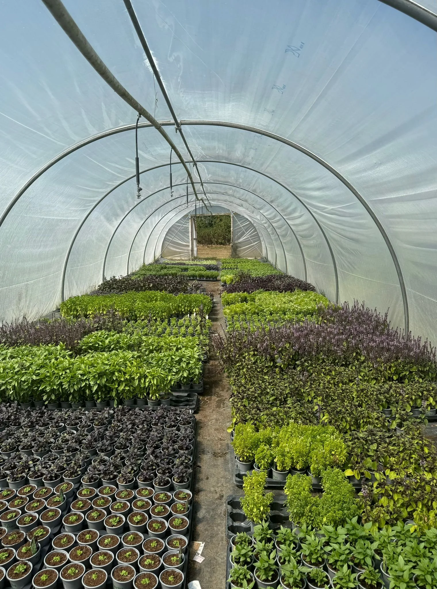 Pepperpot Herbs is our lovely local grower of potted herbs, both the day to day types and the more unusual. Always excellent quality, we are really excited to start supplying these herbs to our customers.