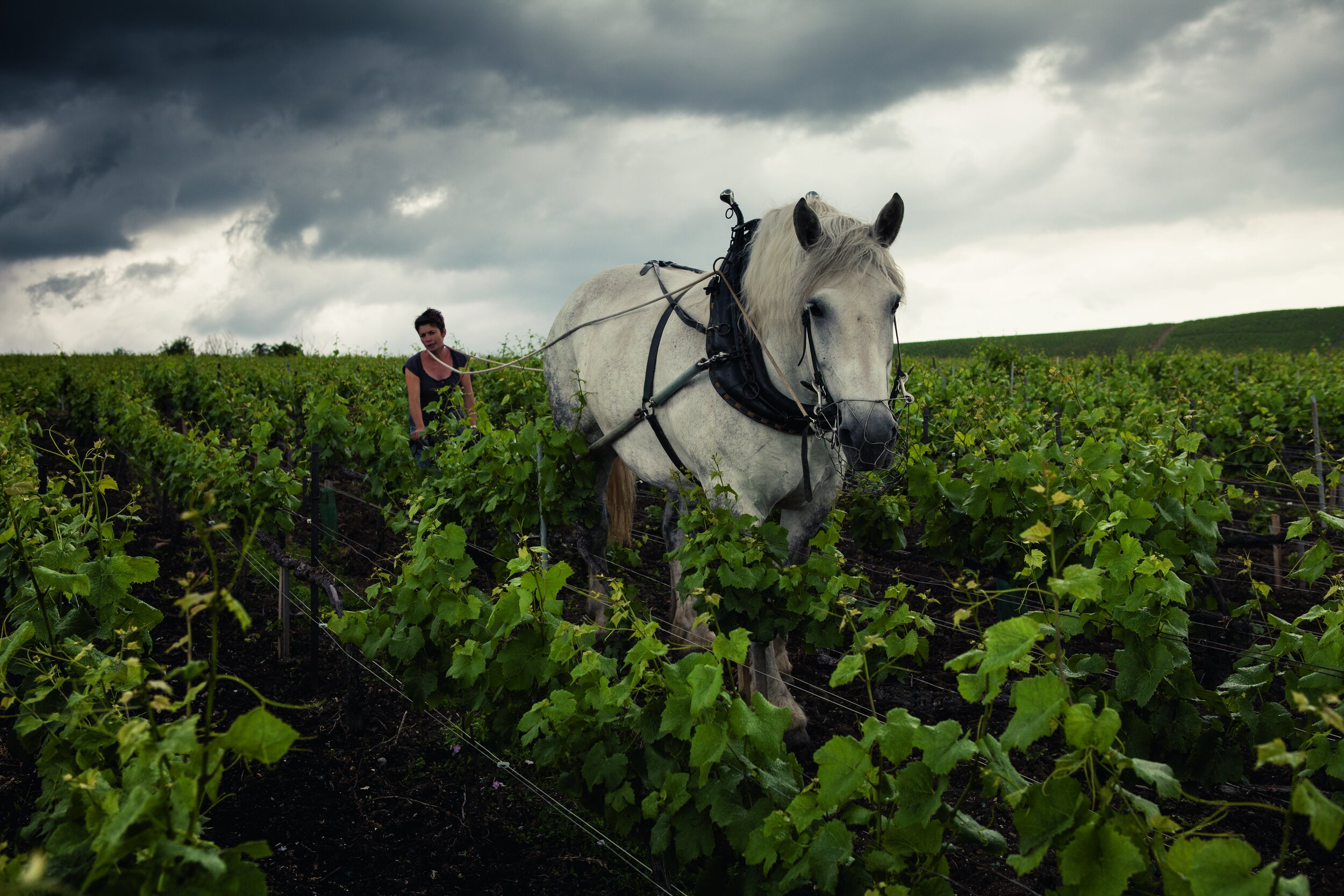 louis-roederer-horse-vineyards