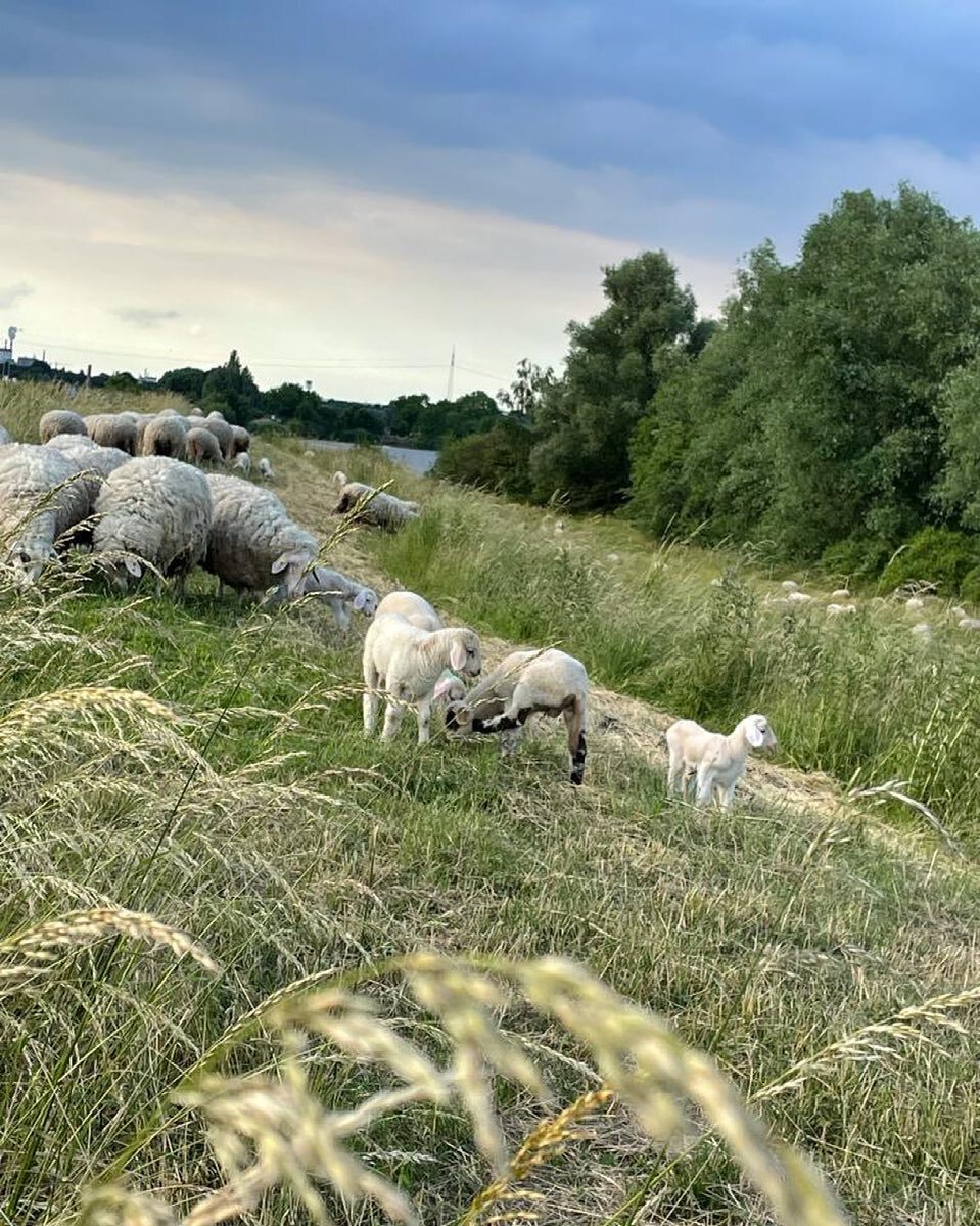 Die Umgebung von unserem Hausboot l&auml;dt zu sch&ouml;nen Spazierg&auml;ngen oder Fahrradtouren ein 😍 Natur pur 🐑🌾😍

#hausboot #hausbootbuddy #hausbooturlaub #urlaubaufdemhausboot #hausbooturlaubindeutschland #weser #bremen #marinawieltsee #wie