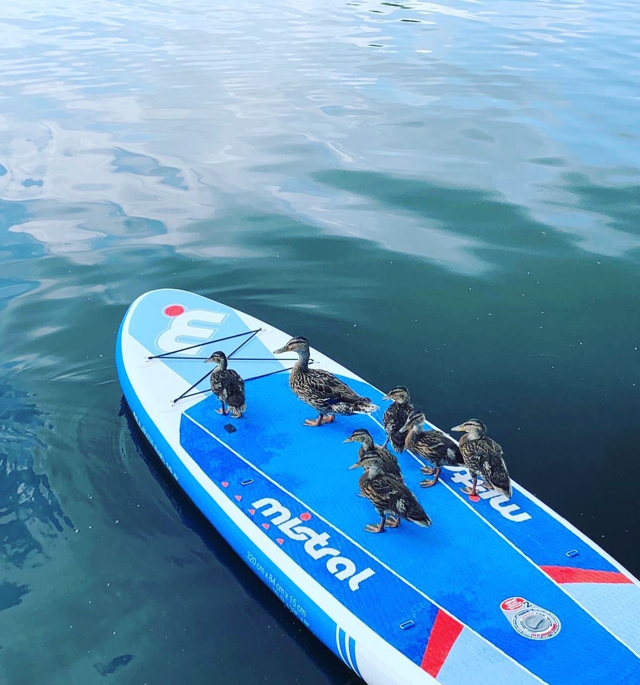 Unsere G&auml;ste sind angereist 😀😊🦆

#hausboot #hausbootbuddy #hausbooturlaub #urlaubaufdemhausboot #sommer #sonne #meer #weser #bremen #bremenerleben #nordsee #ostsee #marina #marinawieltsee #wieltsee #wieltdamm #urlaub #vacation #standuppaddle 