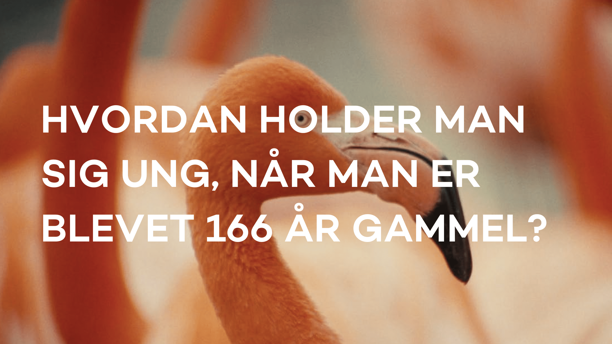 Zoologisk Have - Pernille Mehl-05.png