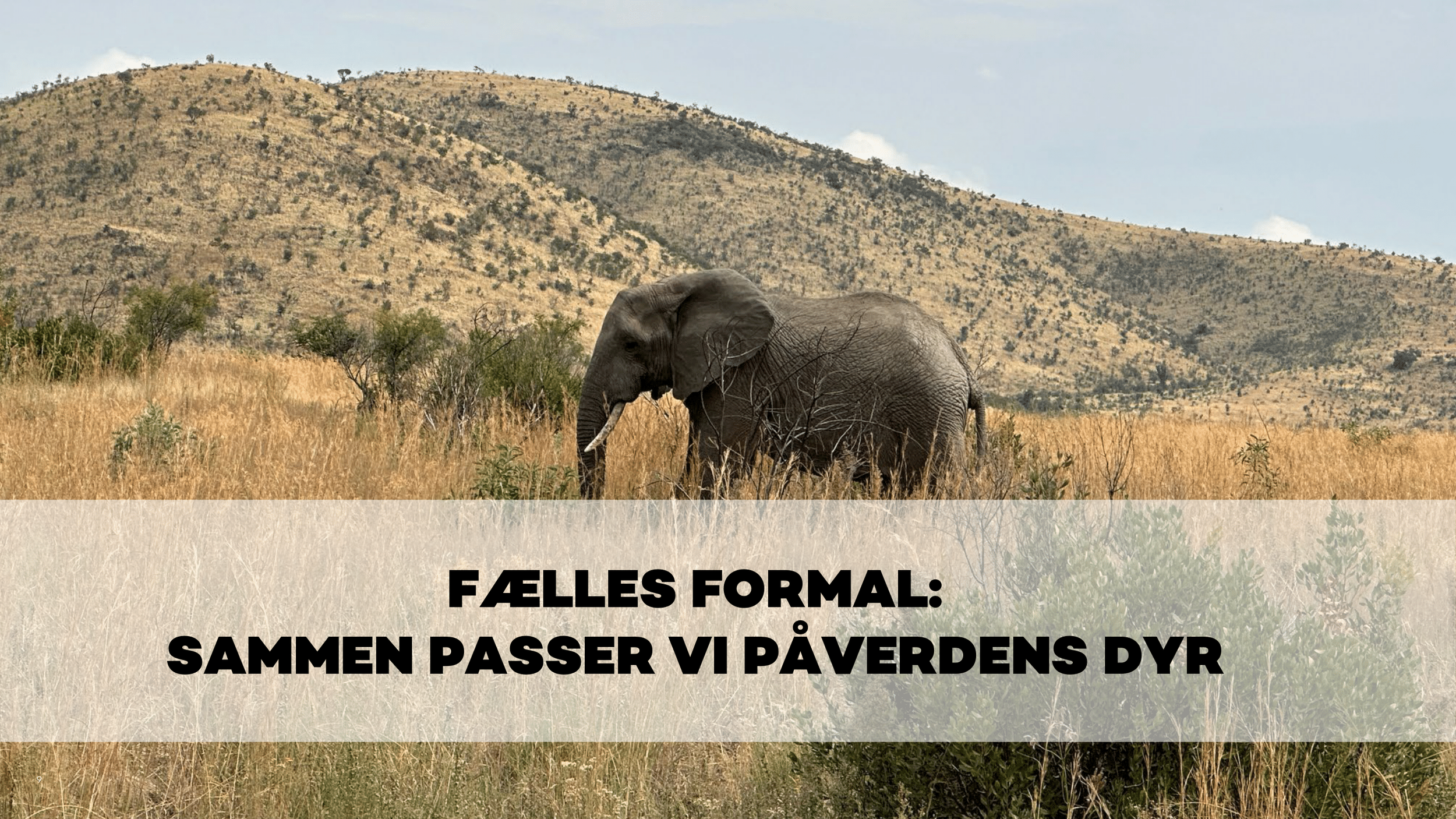 Zoologisk Have - Pernille Mehl-09.png