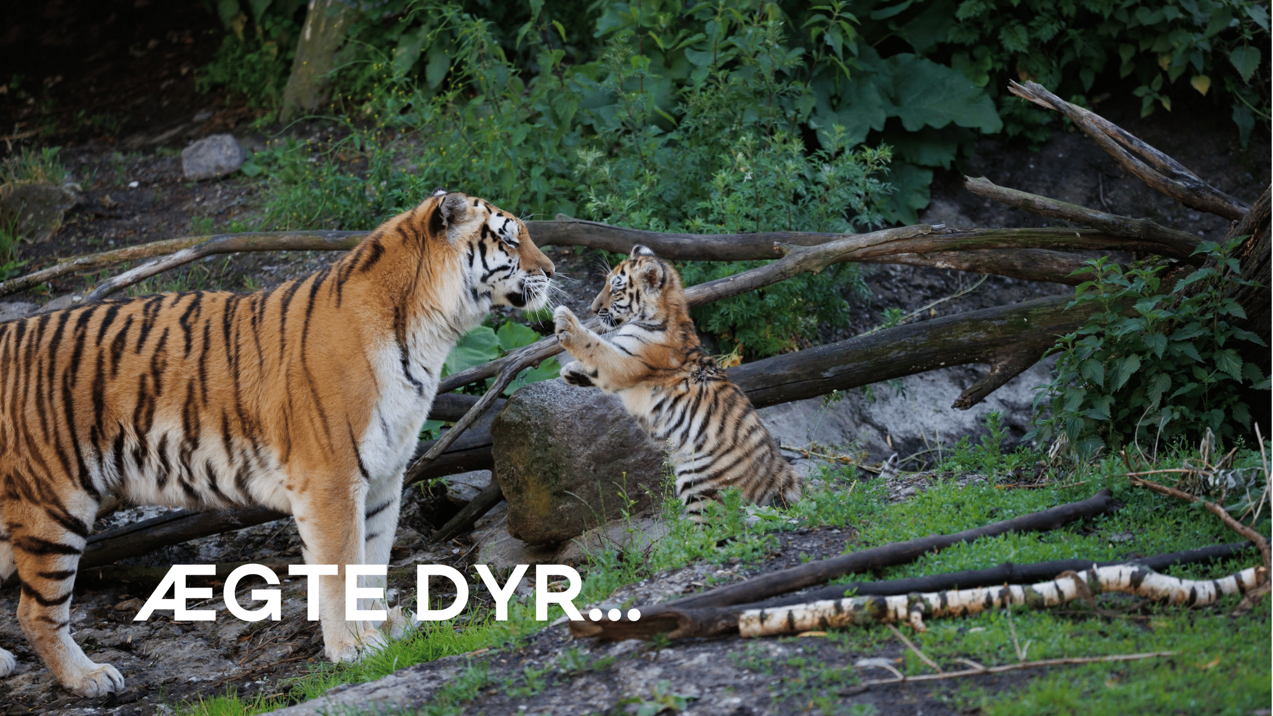 Zoologisk Have - Pernille Mehl-11.png