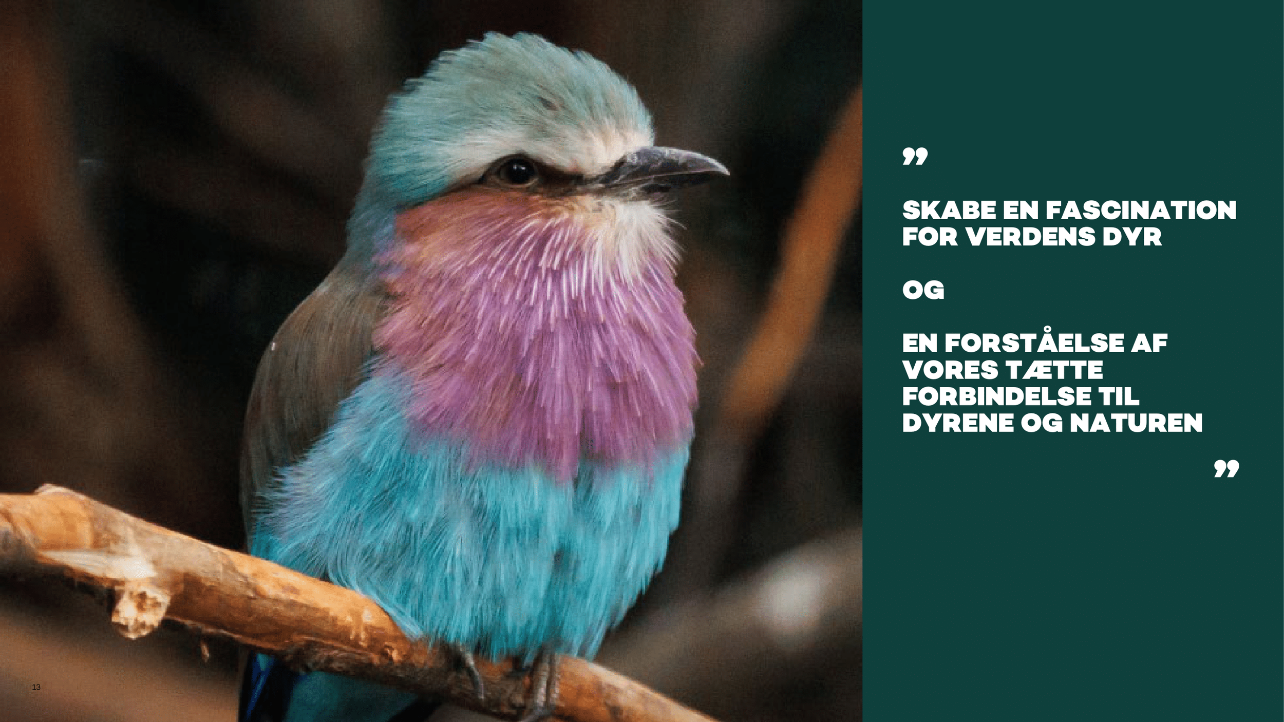 Zoologisk Have - Pernille Mehl-13.png