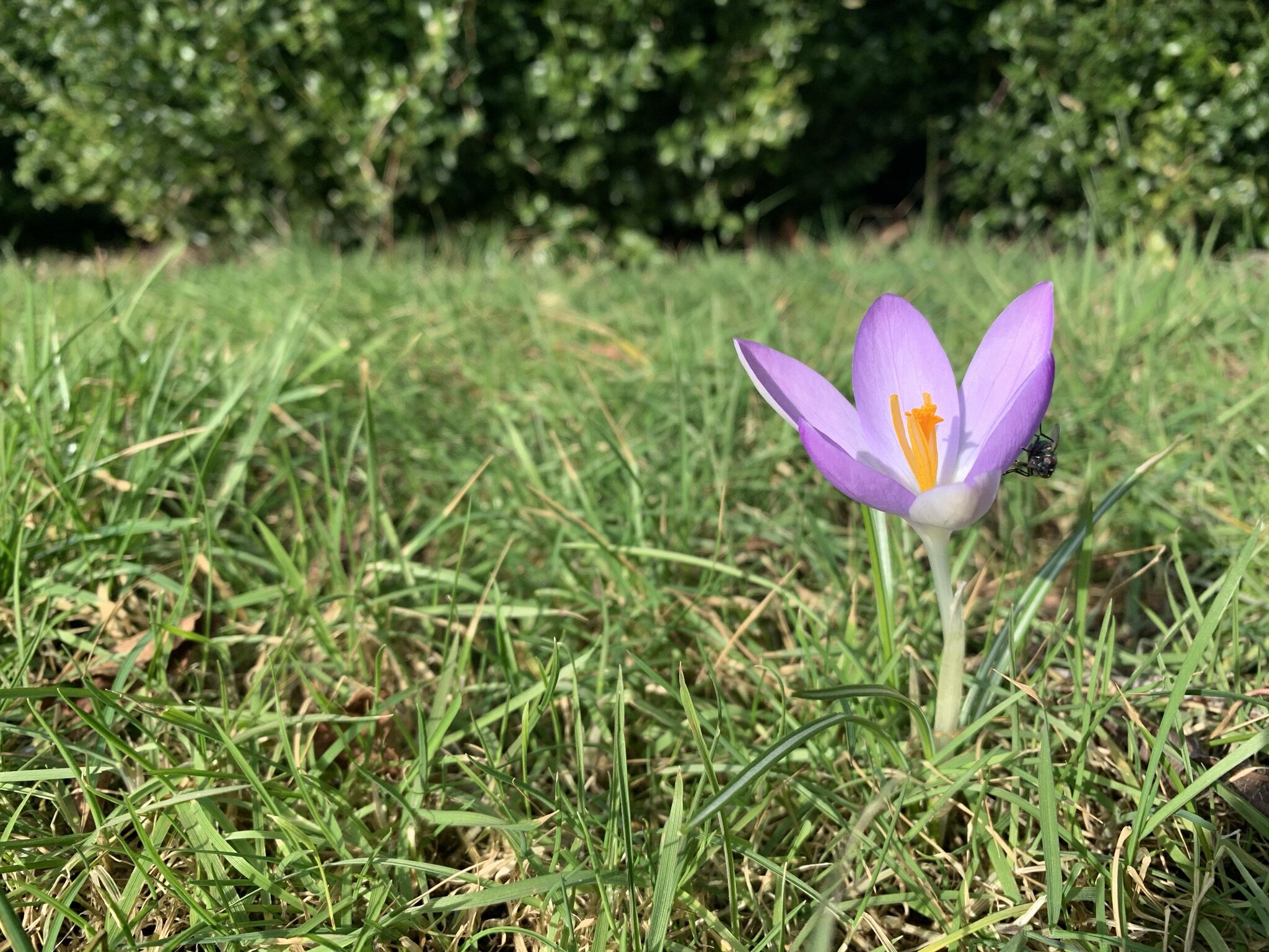 IMG_4137.jpeg