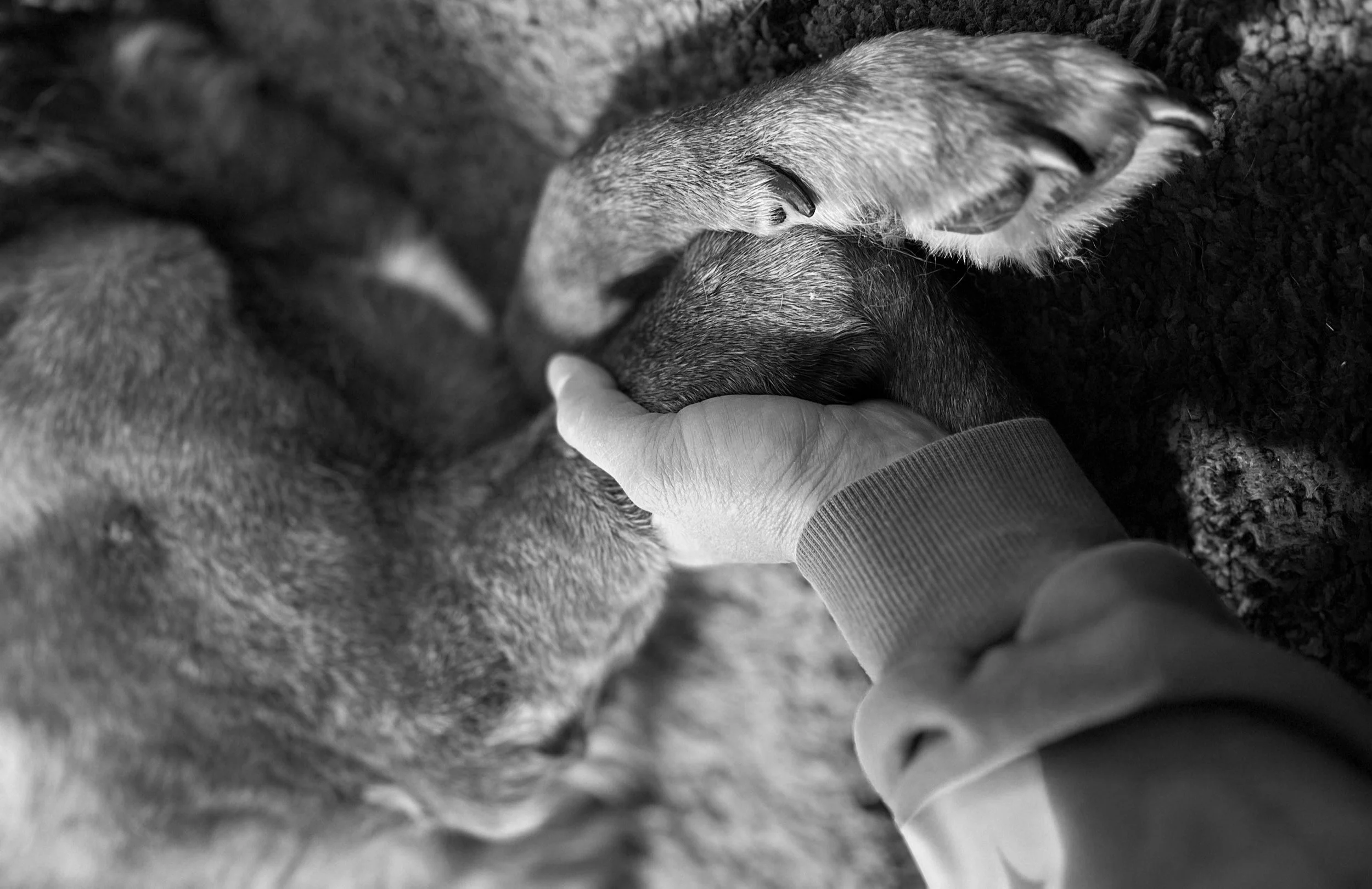 Featured image for an article about grief and healing on The Resilience Method©, showing Melissa Lynn Sharp holding her mother's dog's paw.