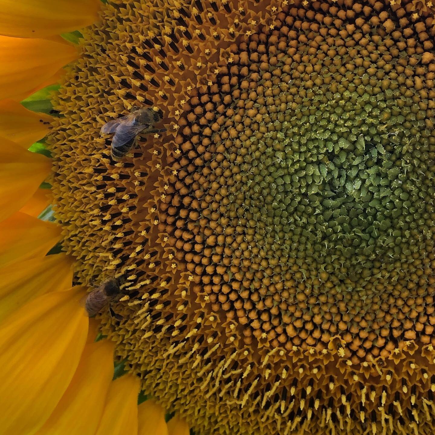 La stagione dei girasoli 🌻 #apicolturacazzola

Sunflowers&rsquo; season 🌻 #apicolturacazzola