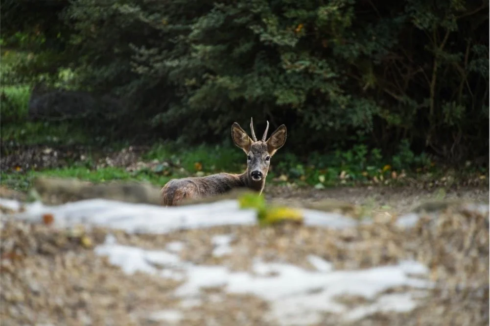 Deer Leonardslee.JPG