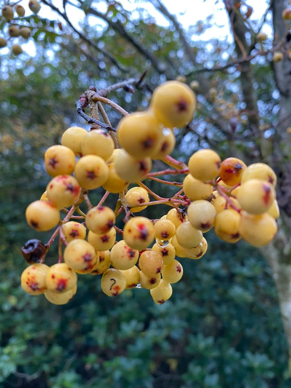 Sorbus-berries-leonardslee.jpeg