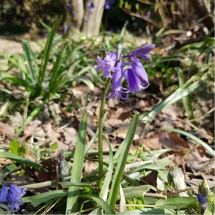 Leonardslee Square(5).jpg