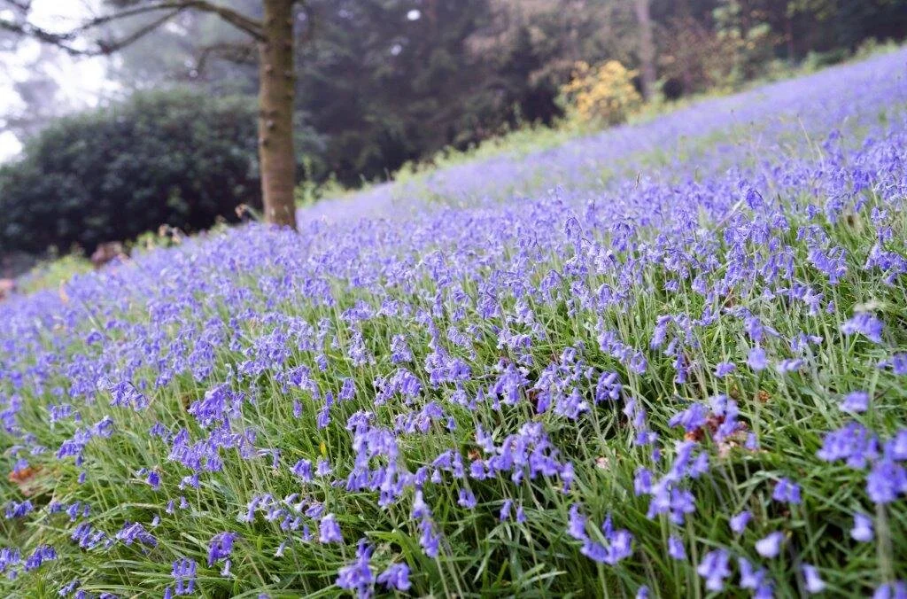 Leonardslee pring bluebells bluebells bank.jpg