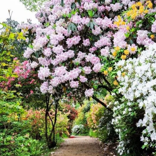 Loderi Garden Spring.jpg