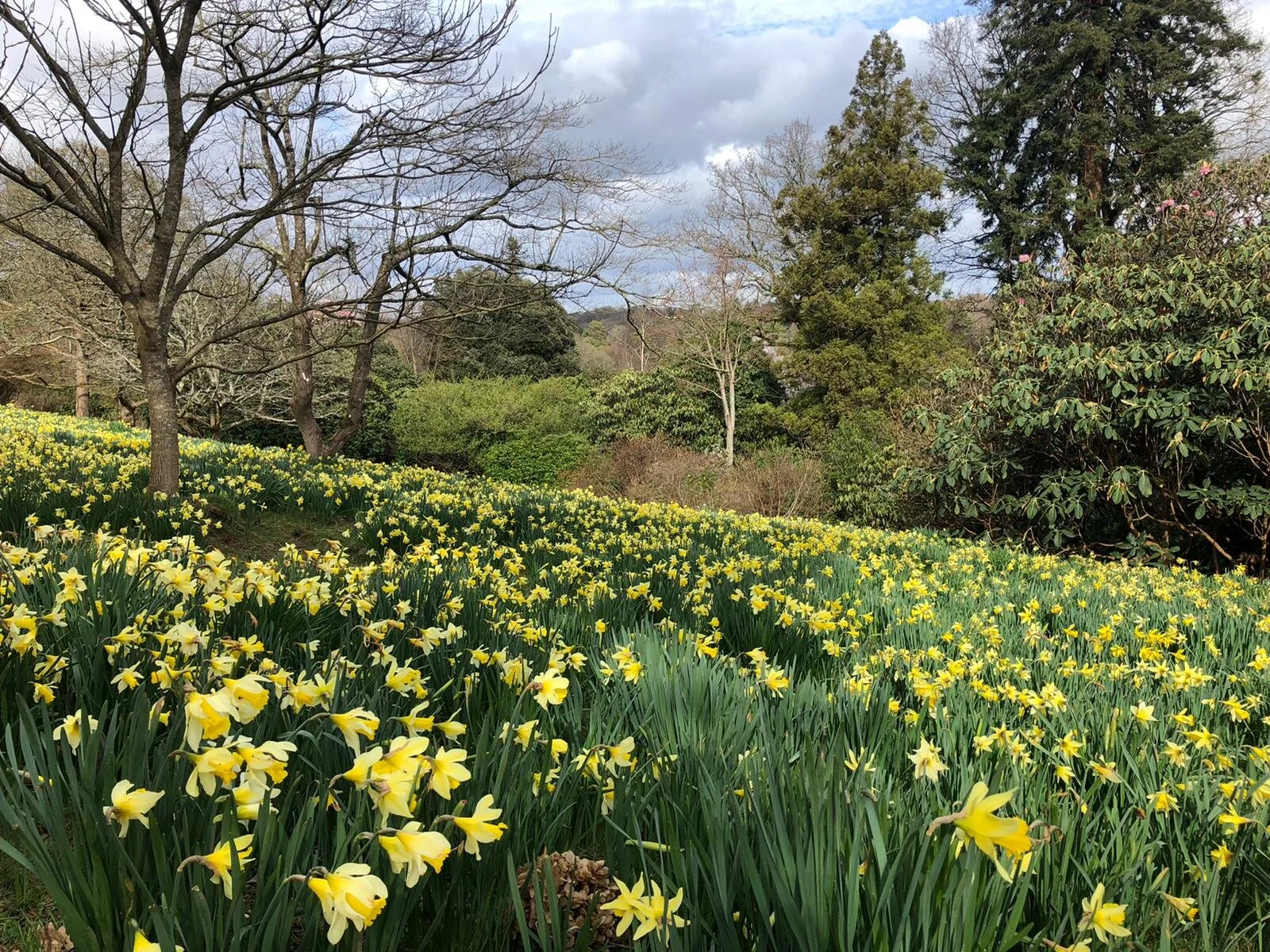 Daffodils spring leonardslee 2.jpeg