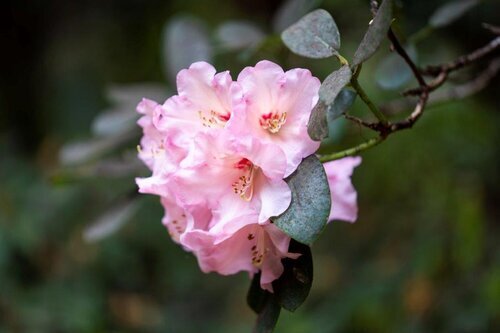 Spring+rhododendron+Leonardslee (1).jpg