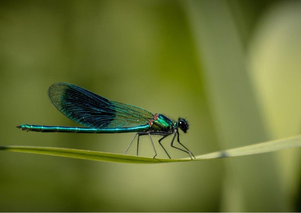 Emeral Green Dragonfly.jpg