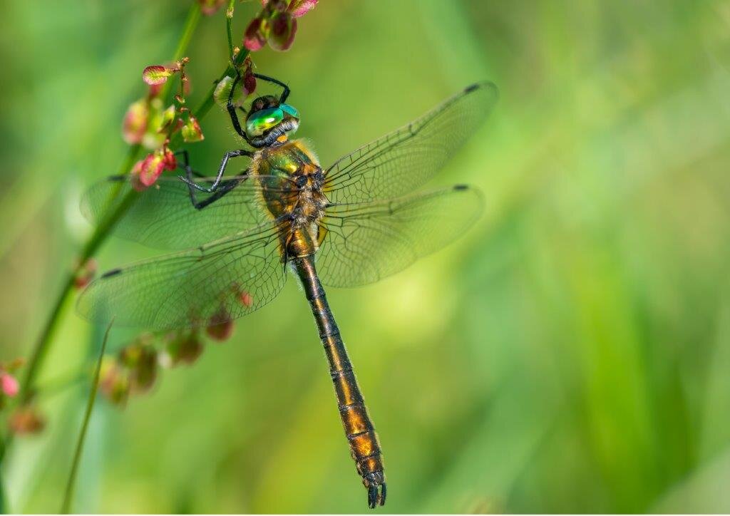 Downy Emerald Dragonfly.jpg