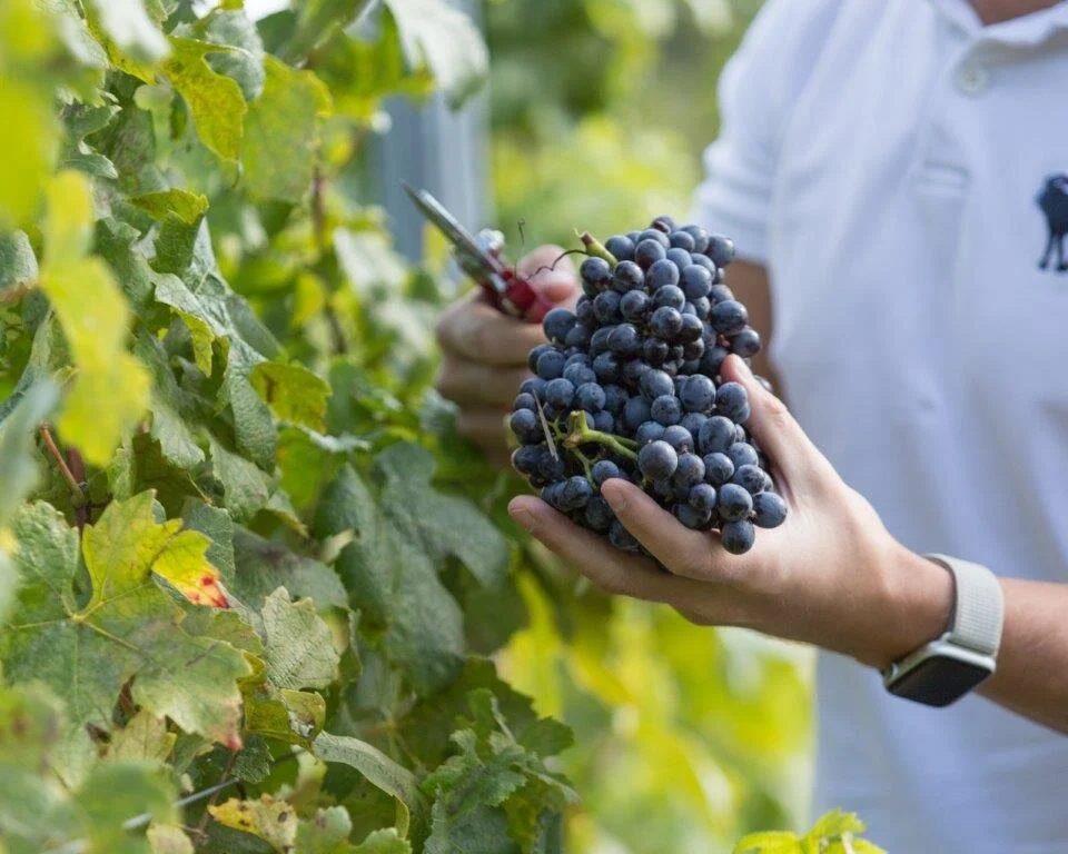 Leonardslee Harvest 2021 West Sussex.jpg
