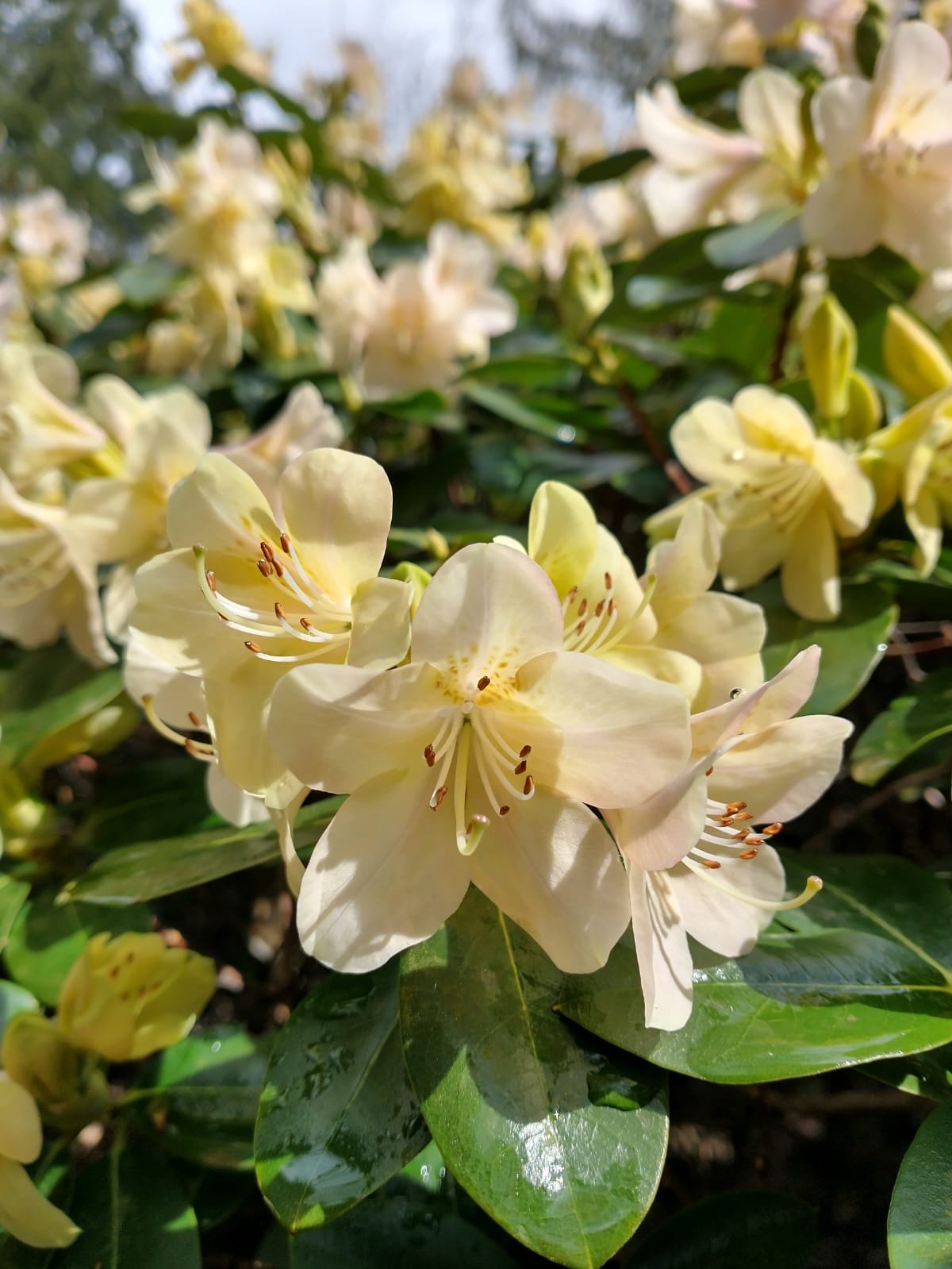 Rhododendron 'Alison Johnstone.jpeg