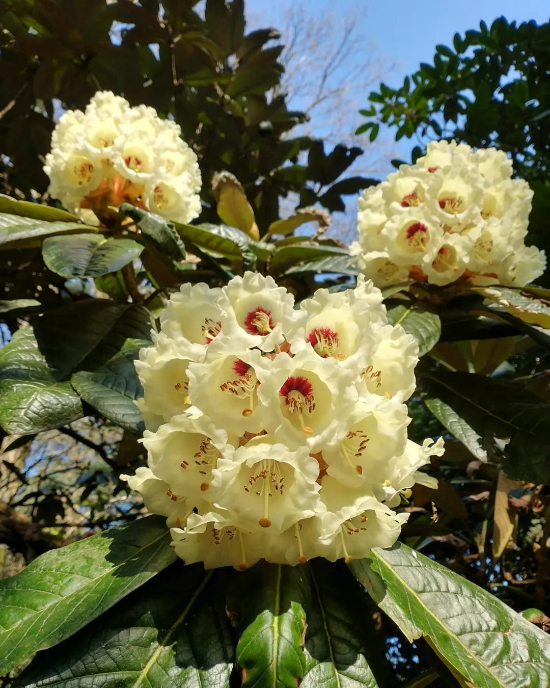 Rhododendron 'Fortune'.jpeg