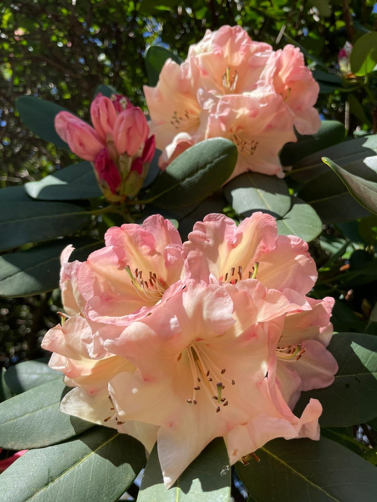 Rhododendron.jpeg