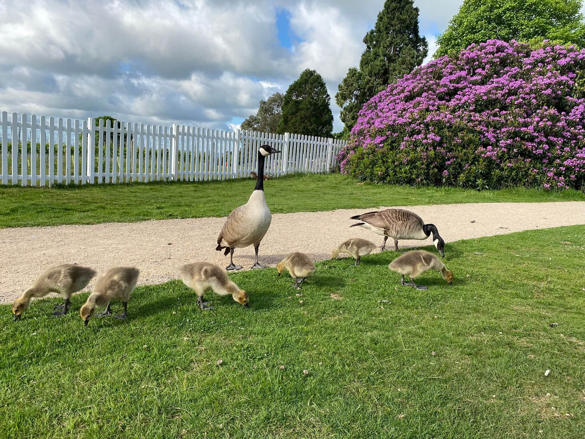 Spring-Late Spring-Geese-Goslings-Leonardslee House Lawn.jpg