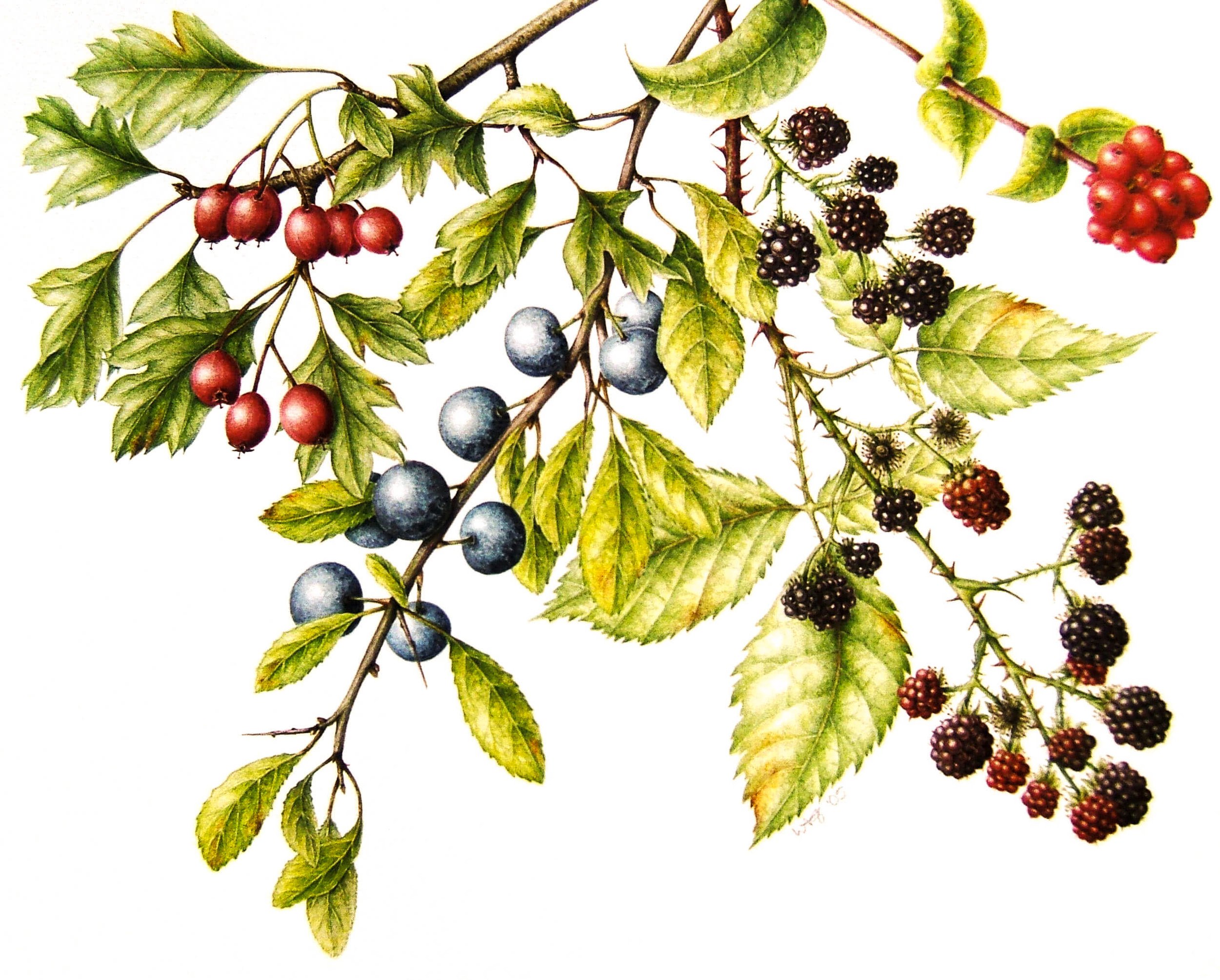 154 Autumn Fruits Painting -.jpg