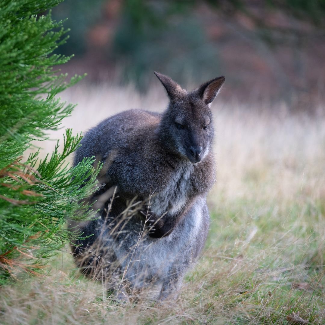 winter-wallaby-leonardslee-horsham.jpg