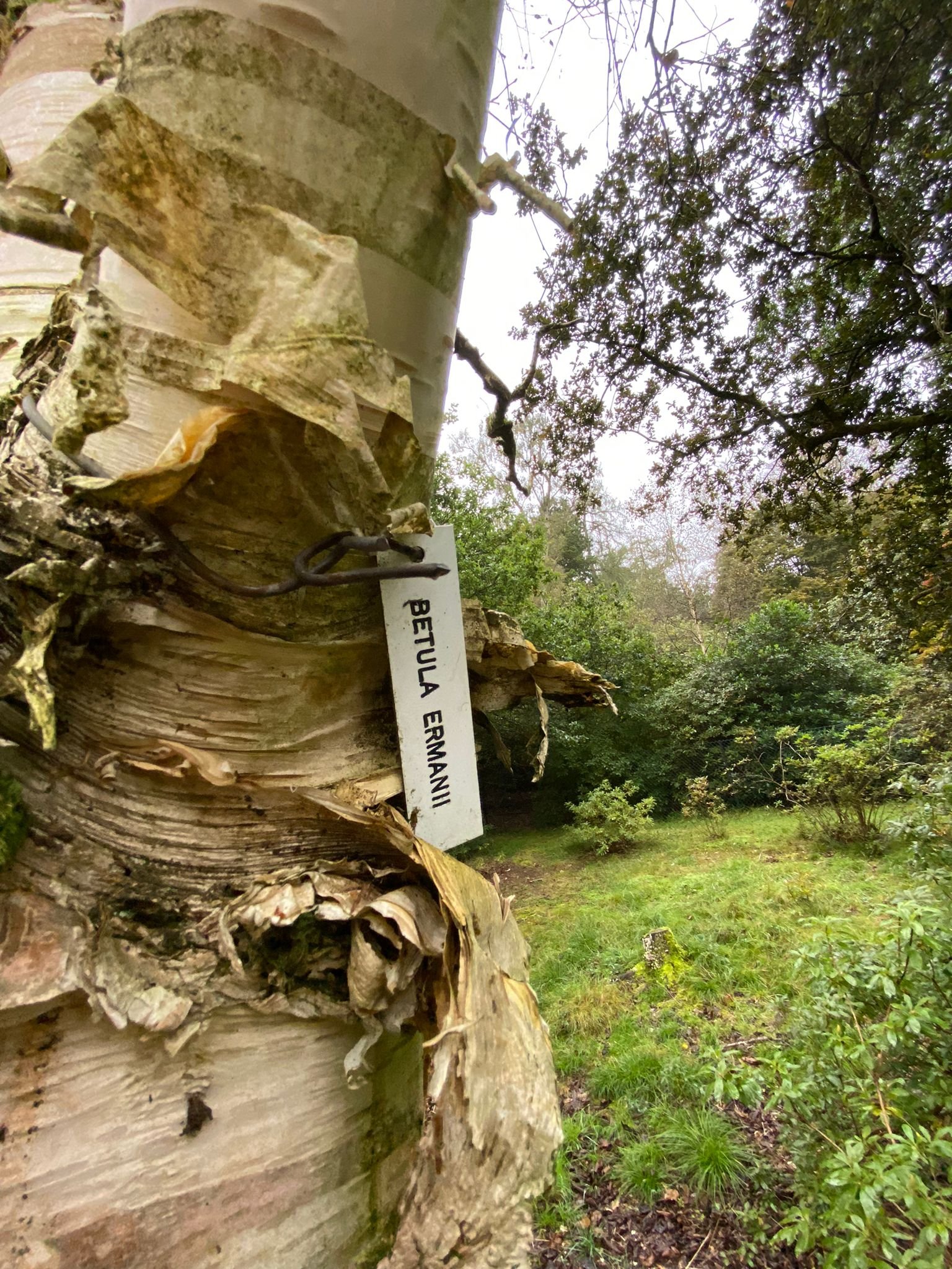 Birch Bark.jpeg