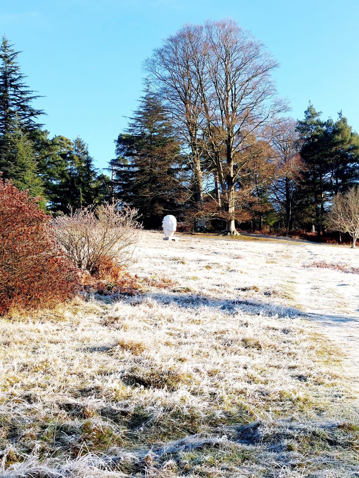 Leonardslee-winter-frost.jpeg